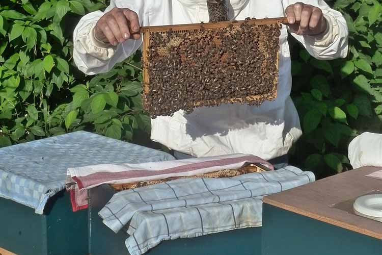Role-of-Neomycin-in-Beekeeping
