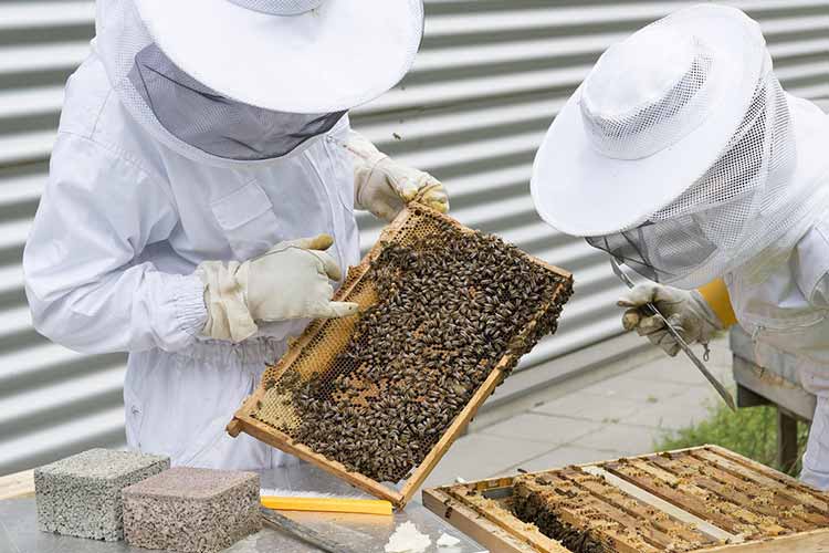 Why-Do-Beekeepers-Need-Tylosin-Test-Kit