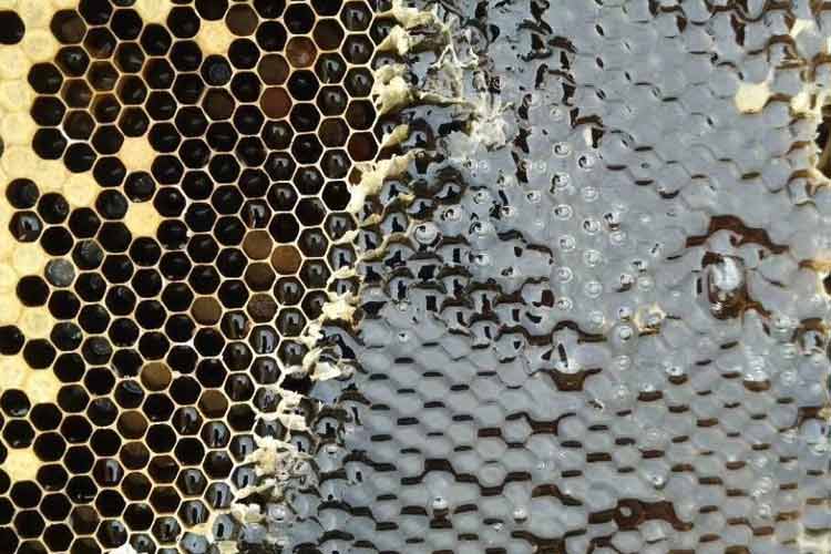 antibiotic-trimethoprim