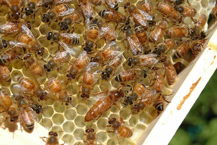 antibiotics-trimethoprim-side-effects