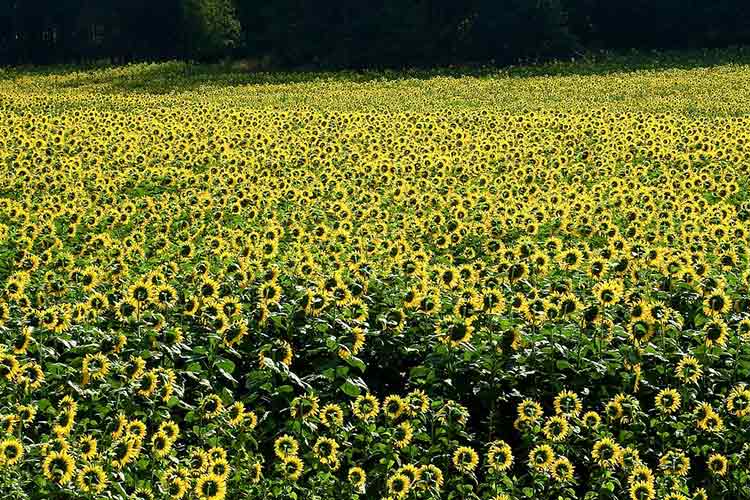 high dose dexamethasone