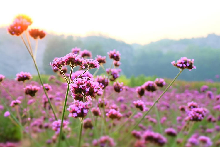 honey-testing-laboratories