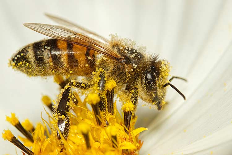 honey-testing-laboratory