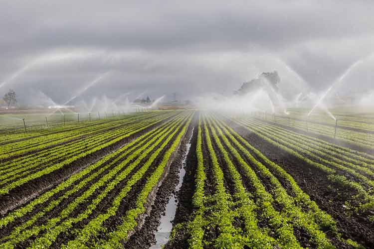 how-do-you-test-honey-to-see-if-it's-real