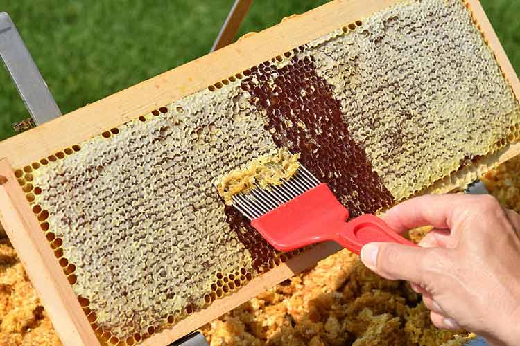 how-do-you-test-if-honey-is-pure