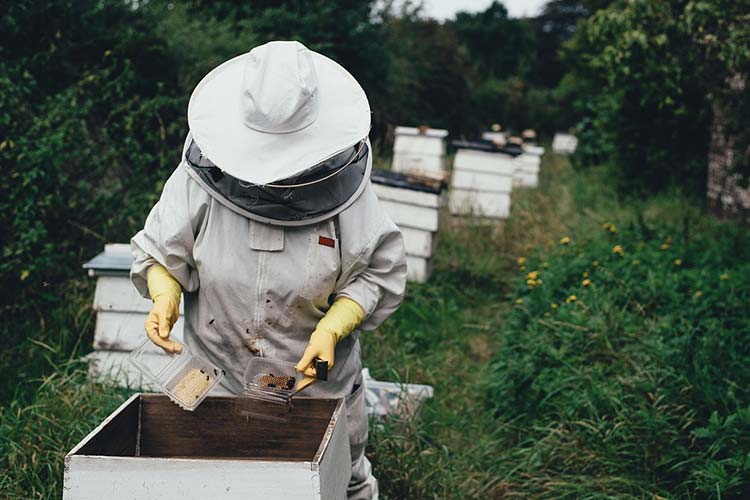 how-to-test-for-fake-honey