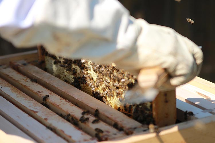 how-to-test-honey-purity-at-home