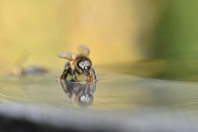 how-to-test-honey-quality
