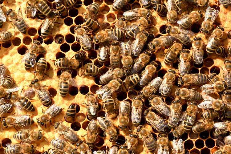 how-to-test-honey-with-water