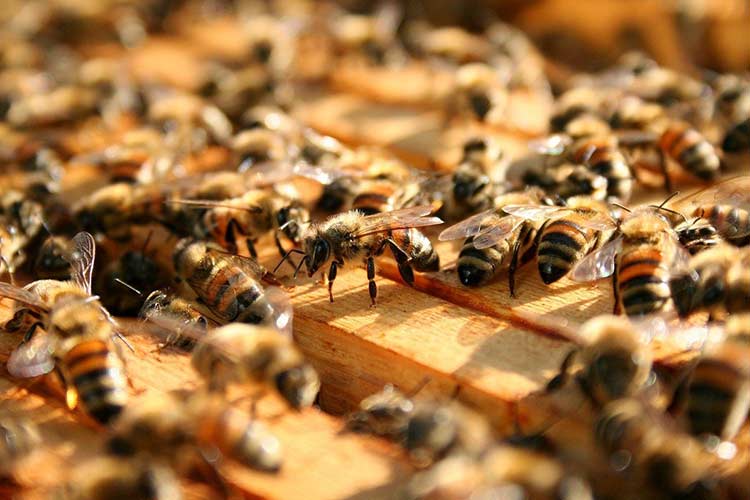 how-to-test-the-real-honey