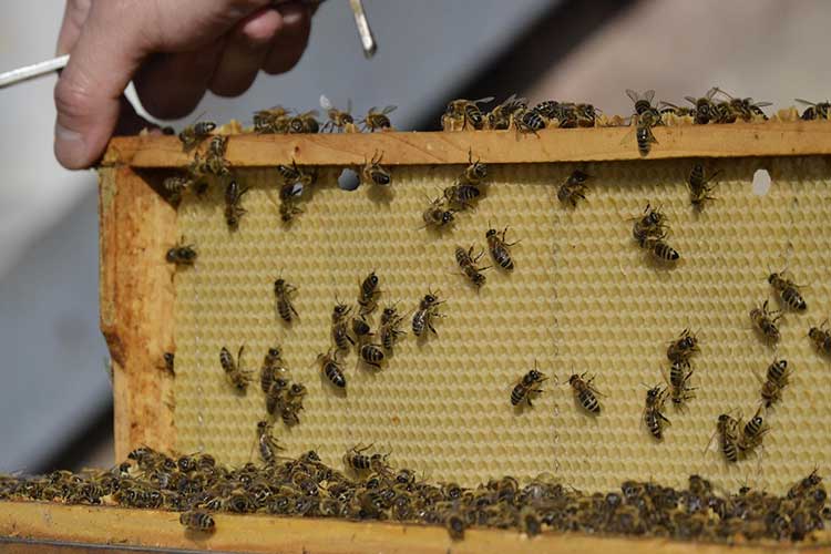 side-effects-from-trimethoprim