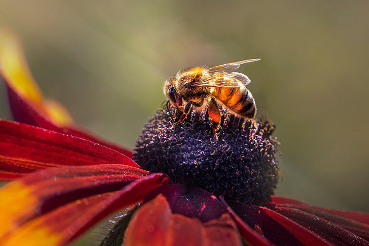side-effects-of-trimethoprim-antibiotics