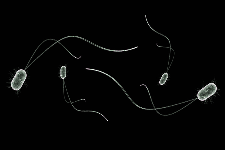 streptomycin-antibiotic