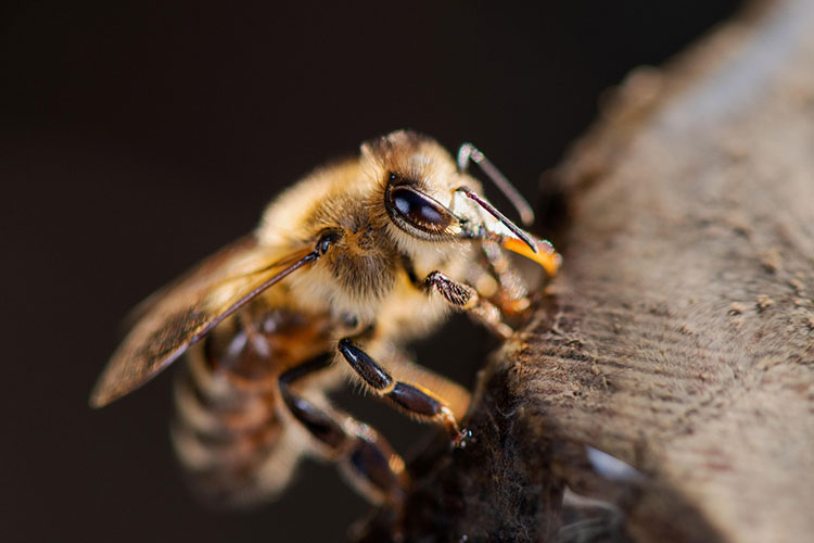 streptomycin-mechanism-of-action