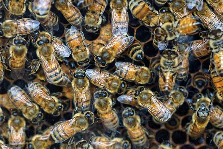 streptomycin-medicine