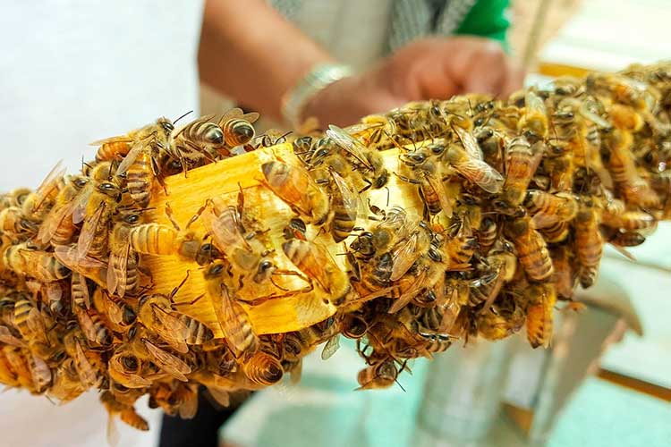 streptomycin-side-effects