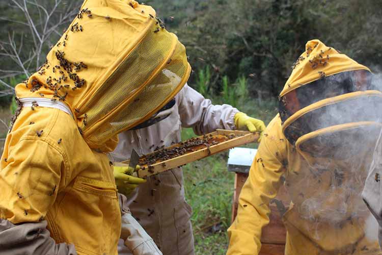 streptomycin-used-for