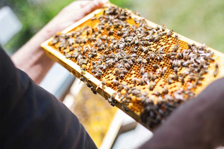 tilmicosin-250-mg-ml