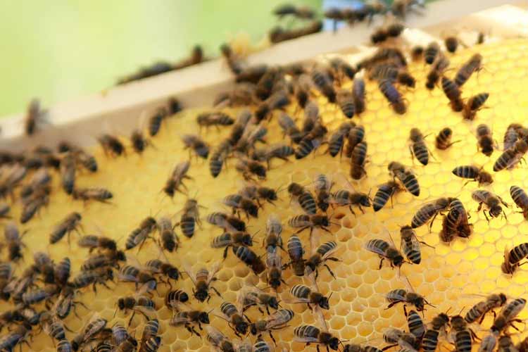 tylosin-side-effects