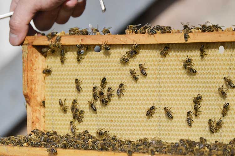 tylosin-water-soluble-powder