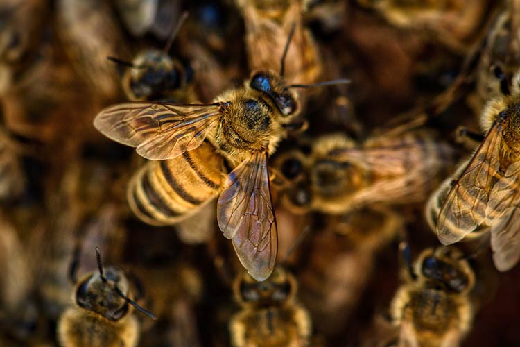 what are side effects of dexamethasone