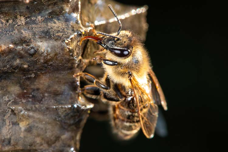 what does dexamethasone do