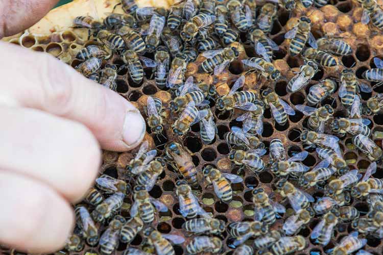 what-does-neomycin-treat