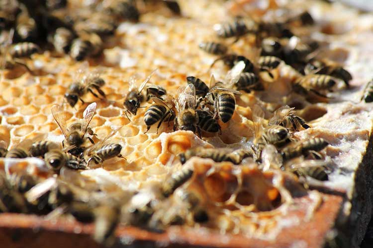 what-is-neomycin-used-for