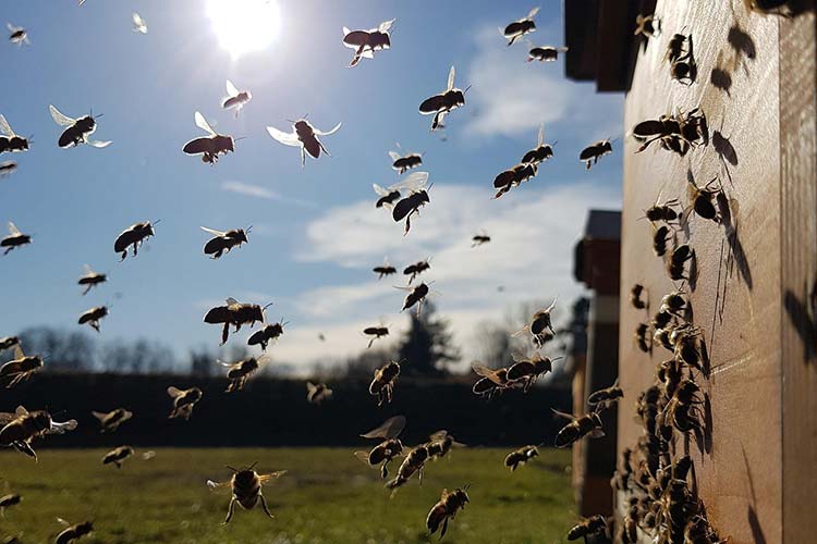 what is the side effect of dexamethasone