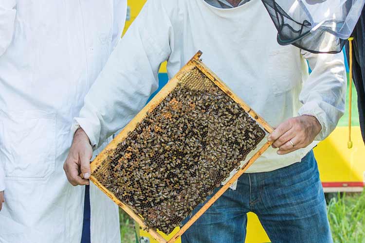 what-is-tylosin-used-for